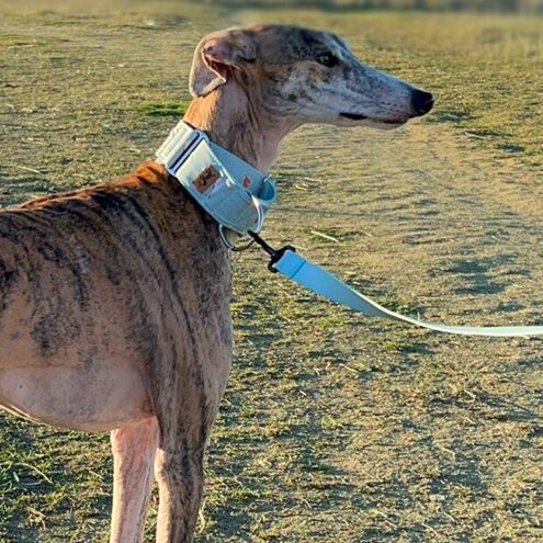 La Casa de Turrón Collar Martingale de Algodón 5cm ancho para Galgos y Lebreles - Antiescape y Ajuste Seguro thumbnail