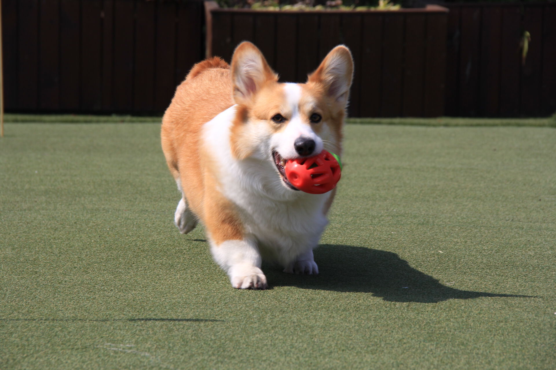 FOFOS | Dispensador de Galletas Fresa  - Para Perro, , large Imagen numero 5