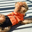 Nayeco X-TRM Chubasquero Naranja y Negro para perros, , large indicador imagen numero 1