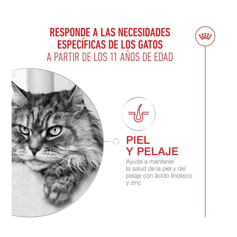 4 kg Royal Canin Ageing 11+ pienso para gatos, , large Imagen numero 5