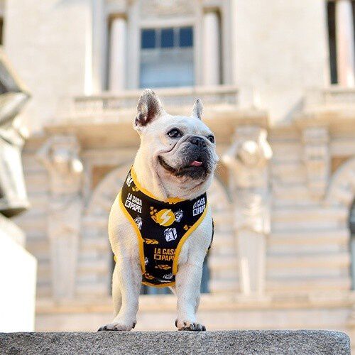 Arn&eacute;s Neo Mesh La Casa de Papel Golden para perros, , large Imagen numero 3