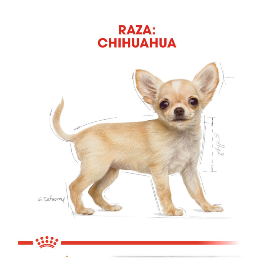 Royal Canin Puppy Chihuahua pienso para cachorros thumbnail