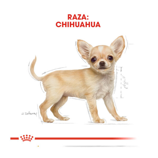 Royal Canin Puppy Chihuahua pienso para perros, , large image number null