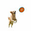 All For Paws Wag Play Juguete Frisbee Volador para perros, , large indicador imagen numero 3