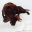 BIMORDISCOS Asta de ciervo para perros Pack 2 x L, , large indicador imagen numero 2