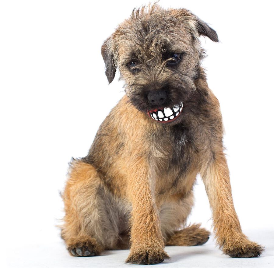 ROGZ MULTIPACK 3 PELOTAS GRINZ GR02, , large Imagen numero 4