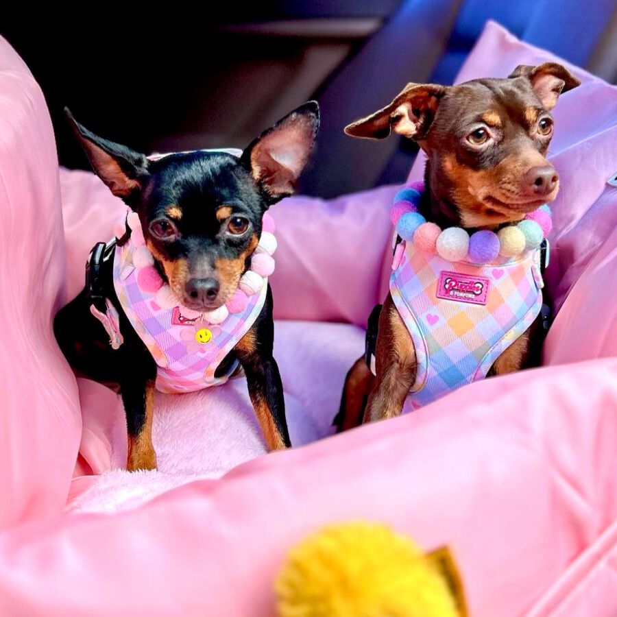 Arn&eacute;s - Vichy Pastel, , large Imagen numero 5