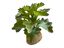 Planta Kalanchoe de decoración para terrarios, , large indicador imagen numero 2
