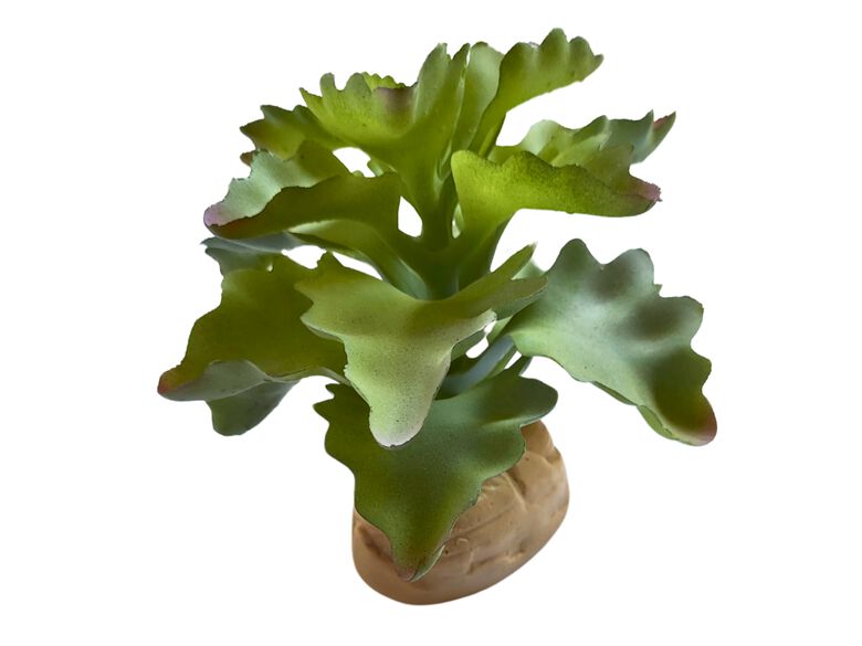 Reptilhábitat Planta Kalanchoe De Decoración Para Terrarios thumbnail