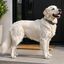 CUELLO NYLON PERRO CON METAL MMPET, , large indicador imagen numero 2