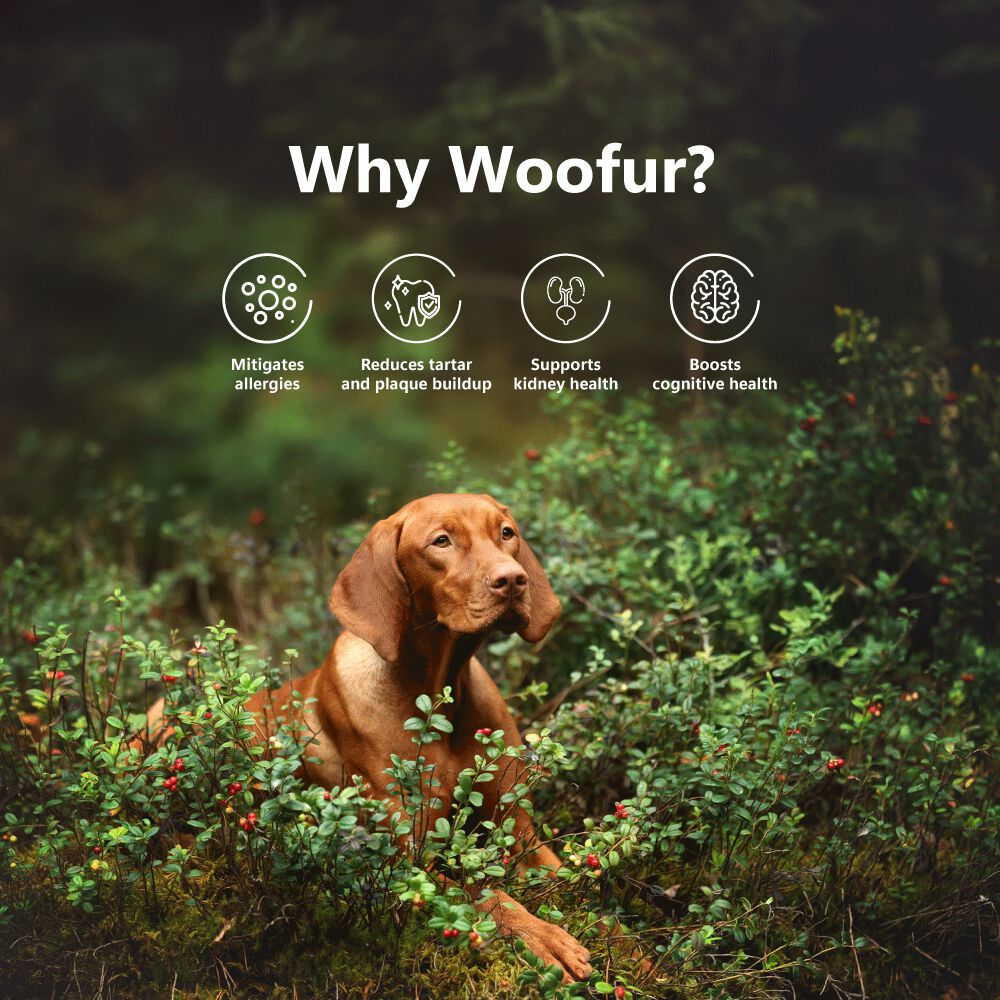 Delicias de carne seca: pollo y ar&aacute;ndanos (50 g/1,76 oz), , large Imagen numero 4