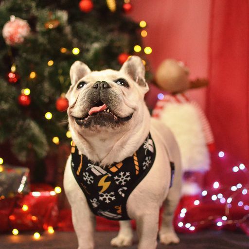 Dashi neo mesh park arn&eacute;s negro y amarillo para perros, , large Imagen numero 5