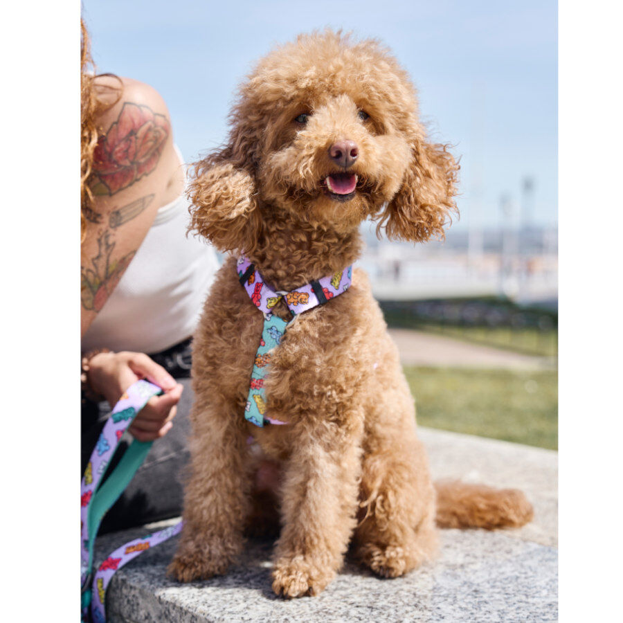 Dukier Gummy Bears Arnés Clásico para perros thumbnail