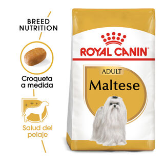 Royal Canin Adult Bichón Maltés pienso para perros