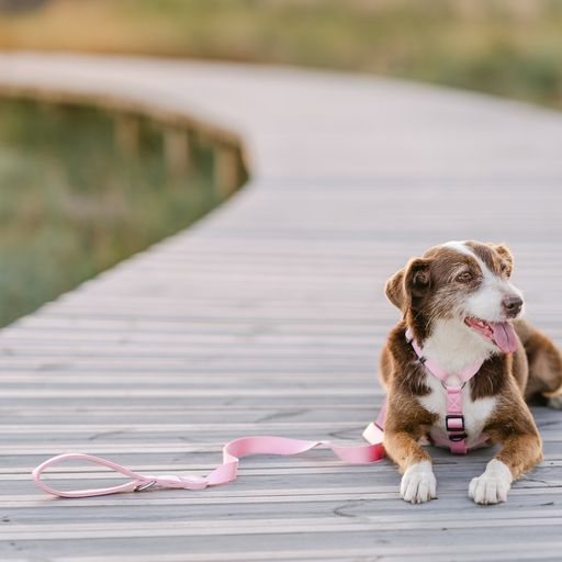 Correa de nylon para perros color Rosa Claro, , large Imagen numero 3