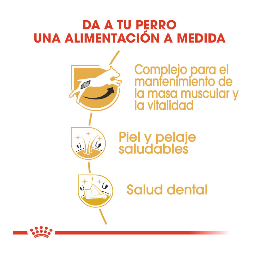 7.5 kg Royal Canin Adult Jack Russell Terrier pienso para perros, , large Imagen numero 6