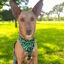 BANDANA FRENCHTOUTOU VERDE, , large indicador imagen numero 4