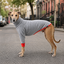 Gotoo Sudadera Gris para galgos, , large indicador imagen numero 1