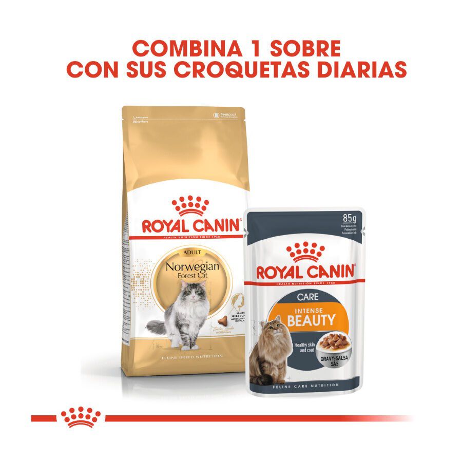 Royal Canin Adult Norwegian Forest pienso para gatos thumbnail