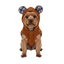 Gotoo Abrigo Teddy Marr&oacute;n para perros, , large indicador imagen numero 7
