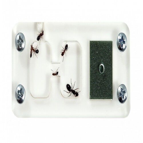 Hormiguero Anthouse Acri-king para reinas thumbnail