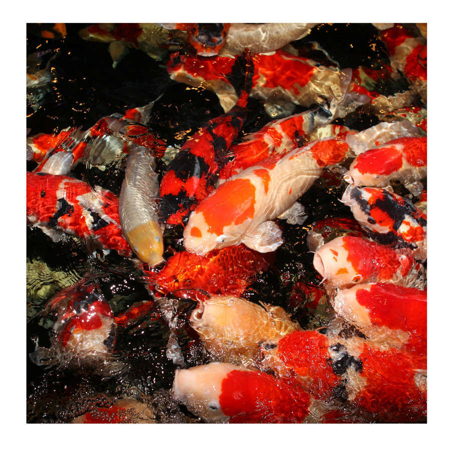 JBL ProPond All Seasons Palitos para peces de estanque thumbnail