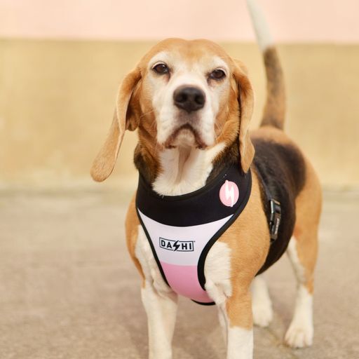 Dashi neo mesh stripes arn&eacute;s rosa y negro para perros, , large Imagen numero 5