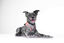 Arnés Bold para perros | Looney Tunes - Bugs Bunny, , large indicador imagen numero 4