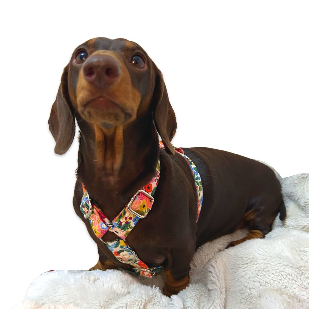 Puppies &amp; Pom Poms Arnés para perros thumbnail