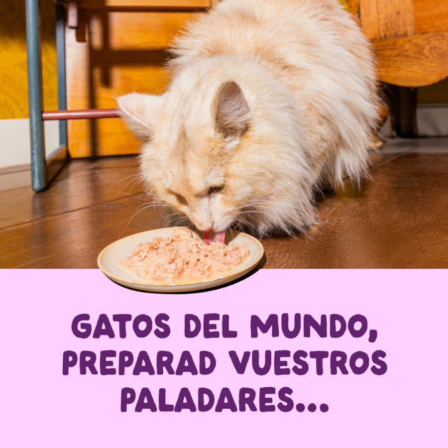 70 g Edgard & Cooper Filetes de Salm&oacute;n y Pollo Lata para gatos, , large Imagen numero 2