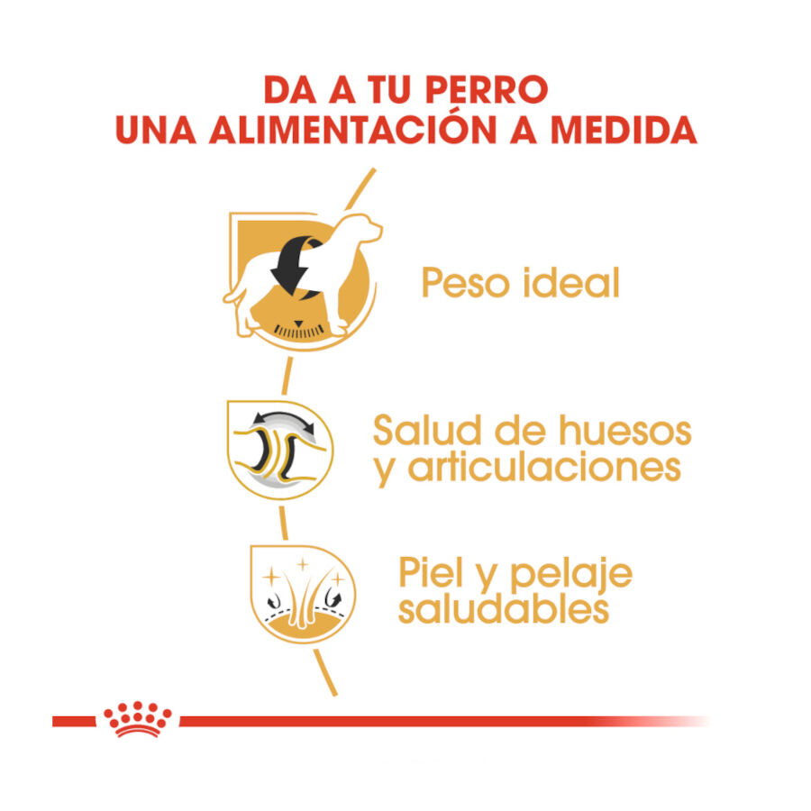 Royal Canin Adult Labrador Retriever pienso para perros thumbnail