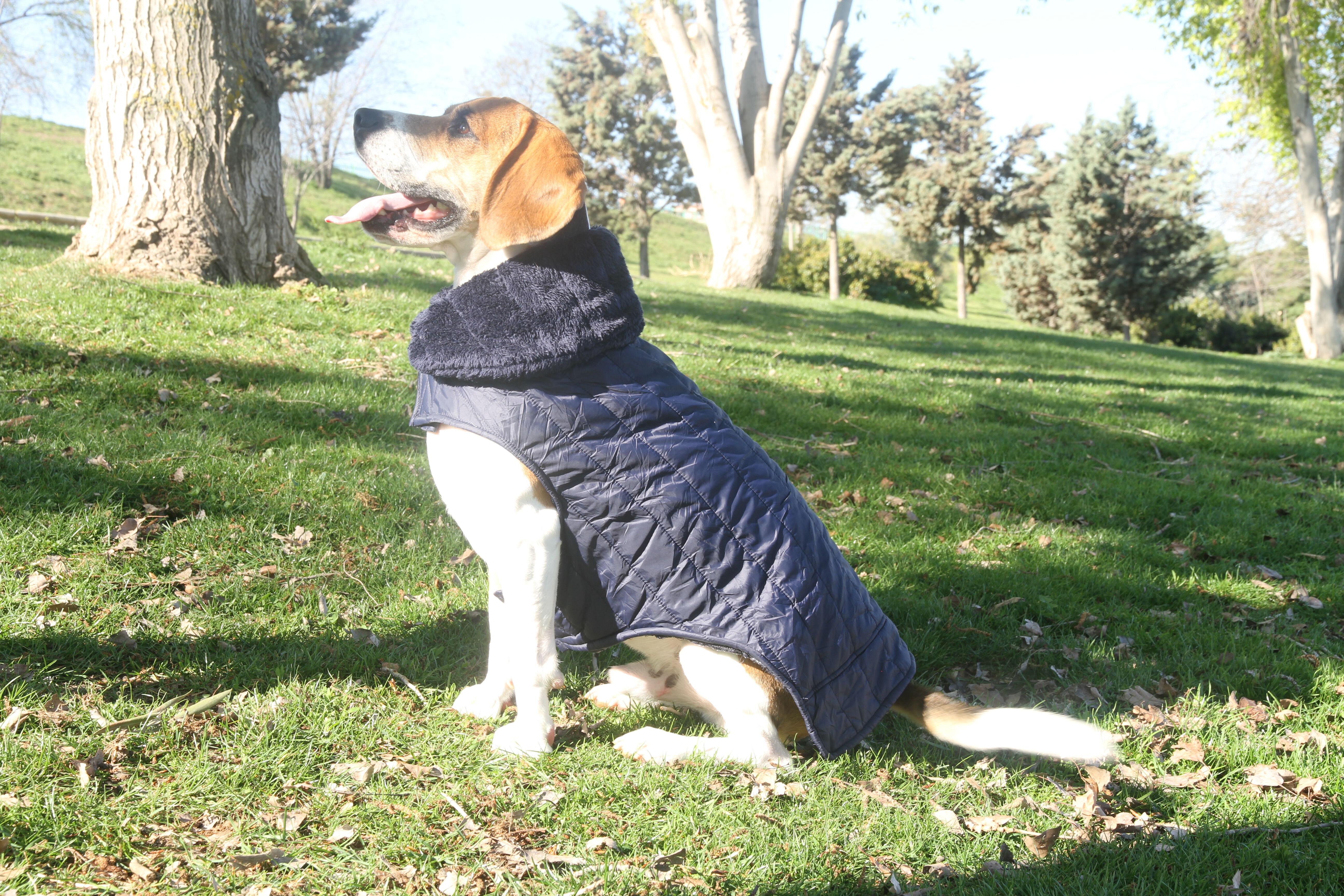 LOYAL ABRIGO AZUL TALLA XL PARA PERROS, , large Imagen numero 4