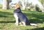 LOYAL ABRIGO AZUL TALLA M PARA PERROS, , large indicador imagen numero 4