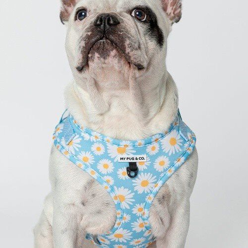 My Pug & Co. Arn&eacute;s Every Daisy Azul-Blanco para perros, , large Imagen numero 3