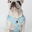 My Pug & Co. Arnés Every Daisy Azul-Blanco para perros, , large indicador imagen numero 3