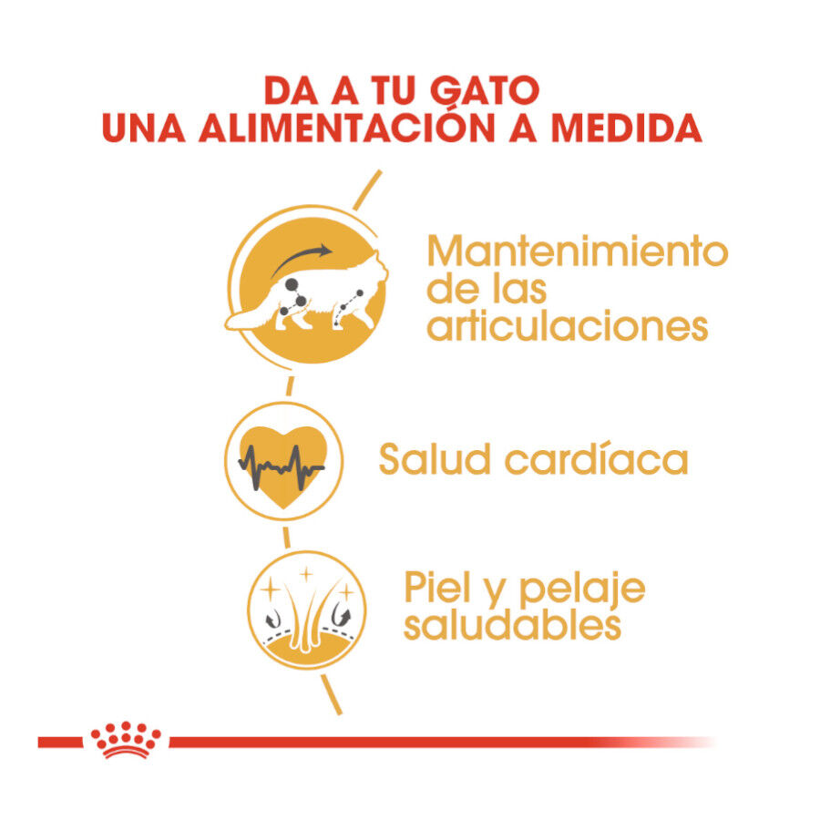 Royal Canin Adult Maine Coon pienso para gatos thumbnail