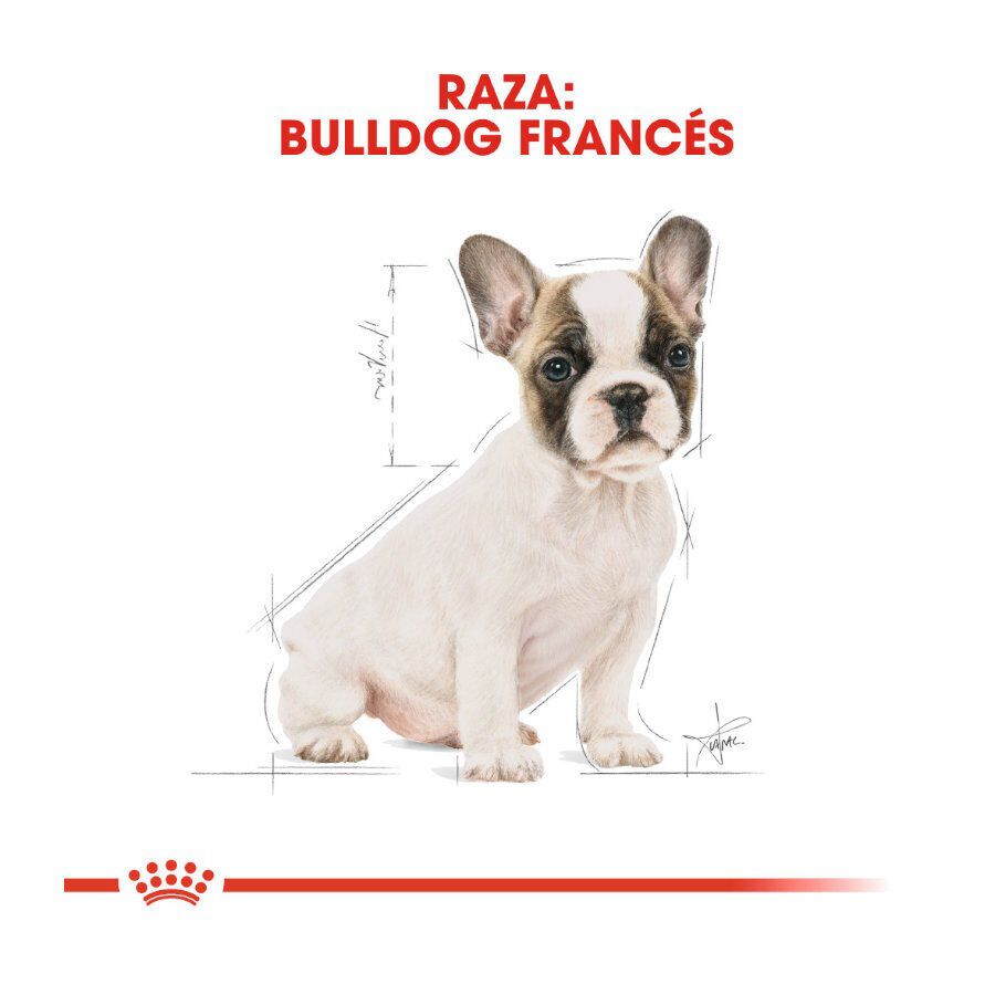 Royal Canin Puppy French Bulldog pienso para perros thumbnail