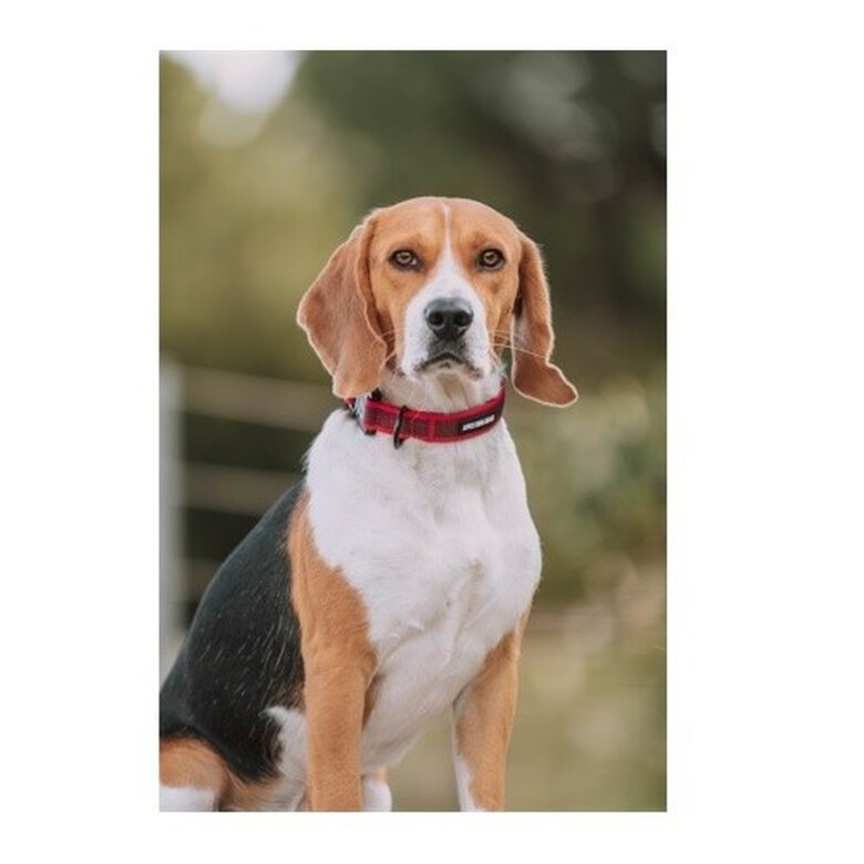 APEX DOG GEAR collar ajustable con cierre metálico turquesa para perros, , large image number null