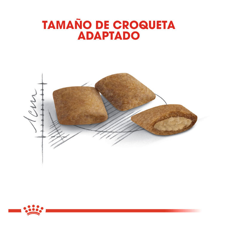 Royal Canin Ageing 12+ pienso para gatos thumbnail