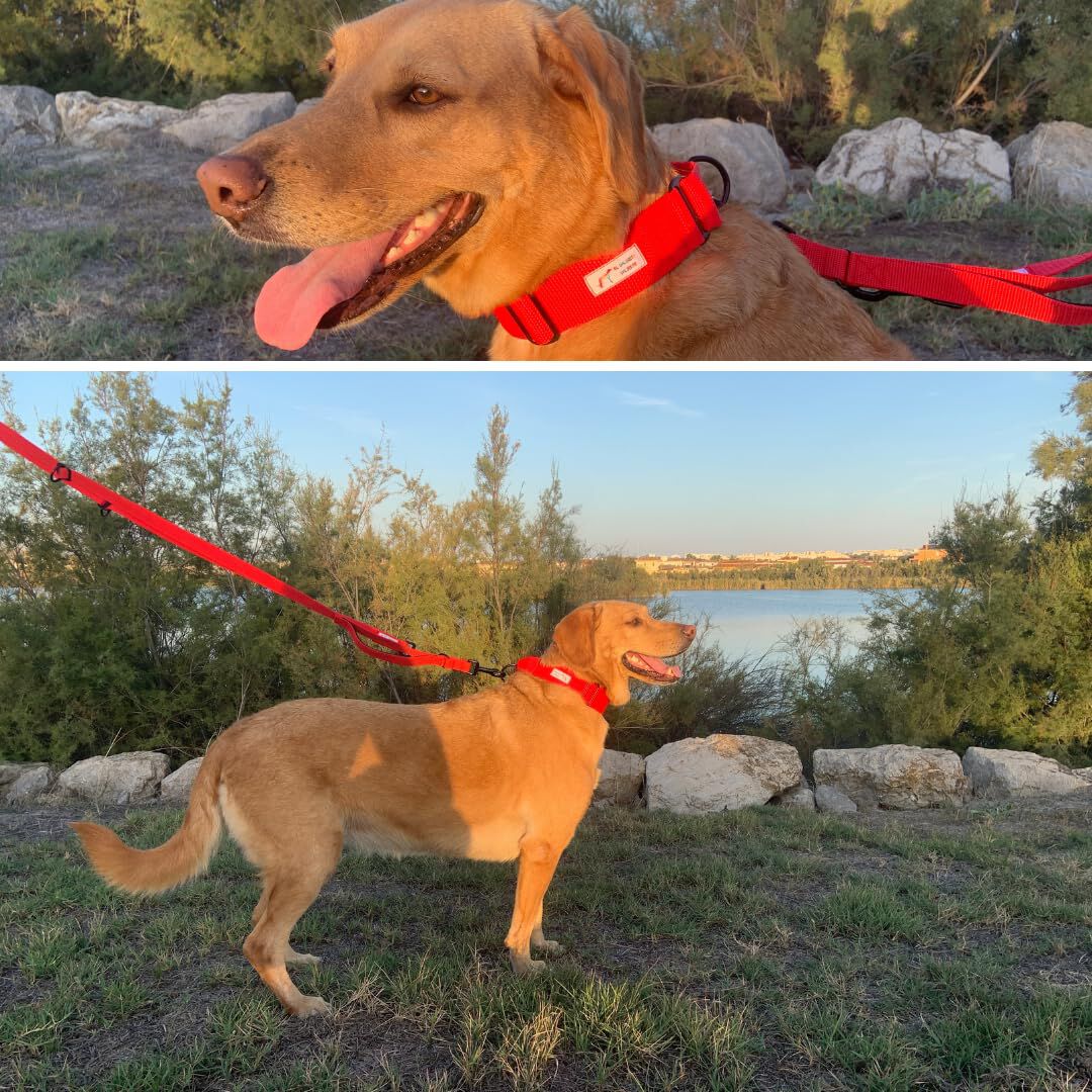 EGV - Collar Martingale. Collar galgo hecho a mano en Espa&ntilde;a (Rojo), , large Imagen numero 4