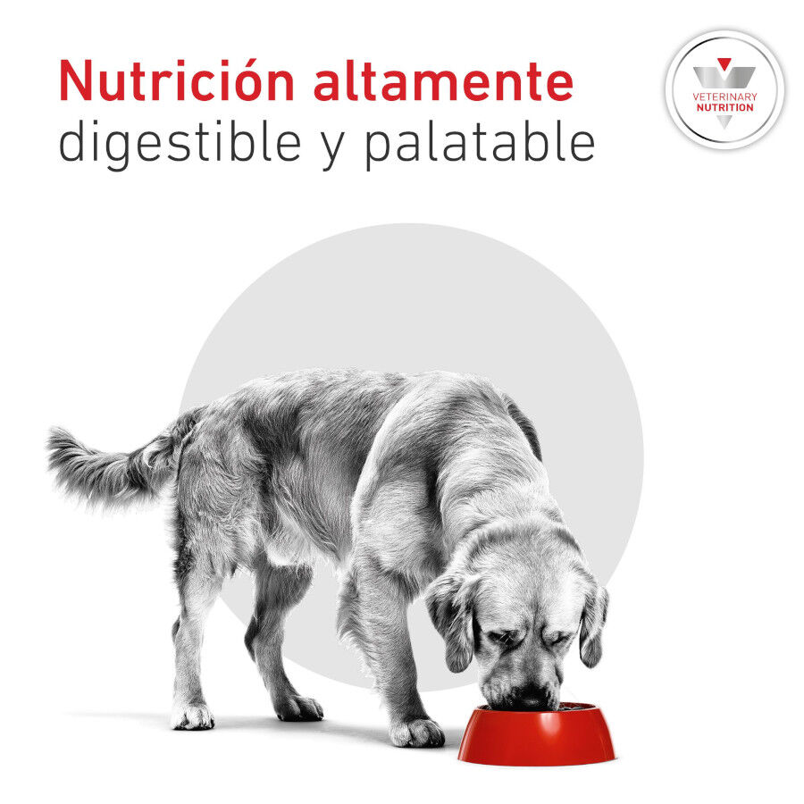 7 kg Royal Canin Veterinary Diabetic pienso para perros, , large Imagen numero 5