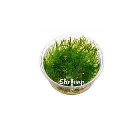 My Shrimp House Moss Leptodictyum Riparium Musgo para peces