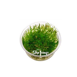 My Shrimp House Moss Leptodictyum Riparium Musgo para peces