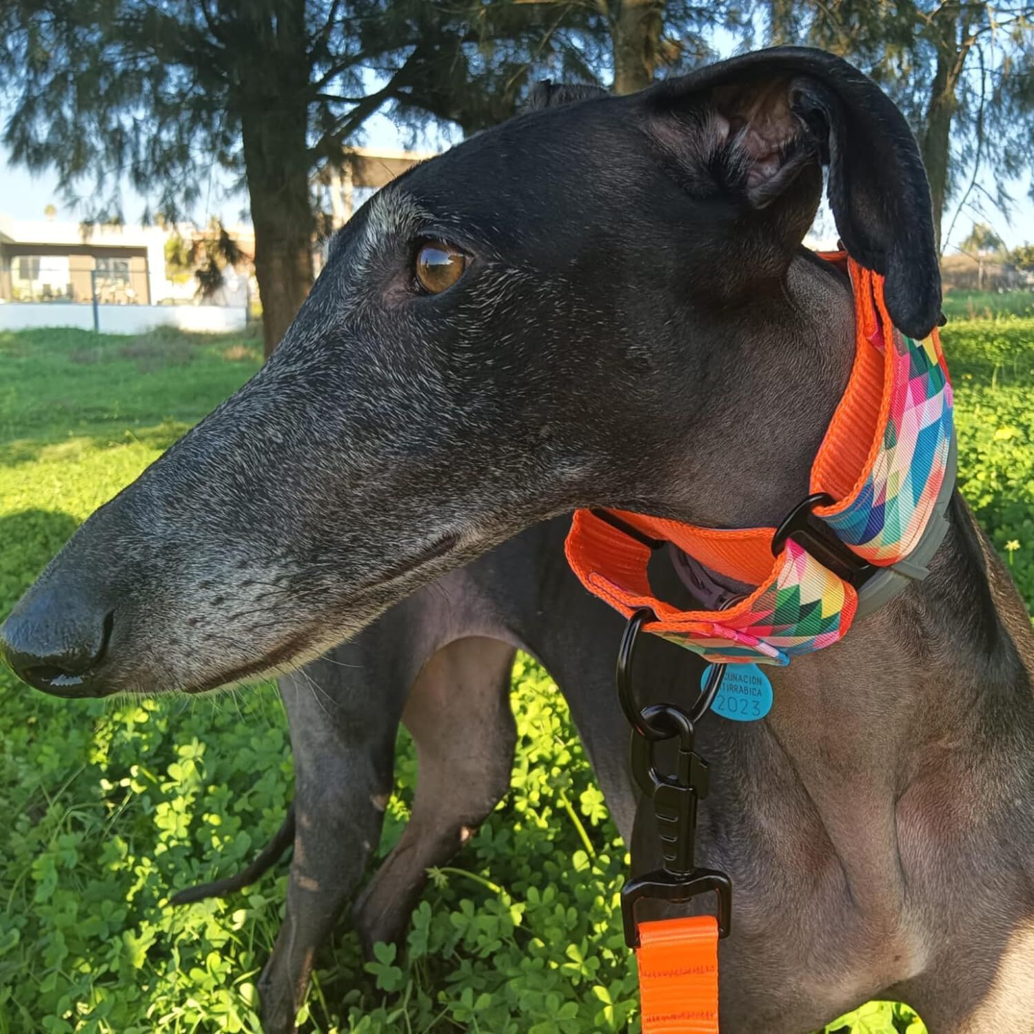 EGV - Collar Martingale. Collar galgo hecho a mano en Espa&ntilde;a (Multicolor), , large Imagen numero 4