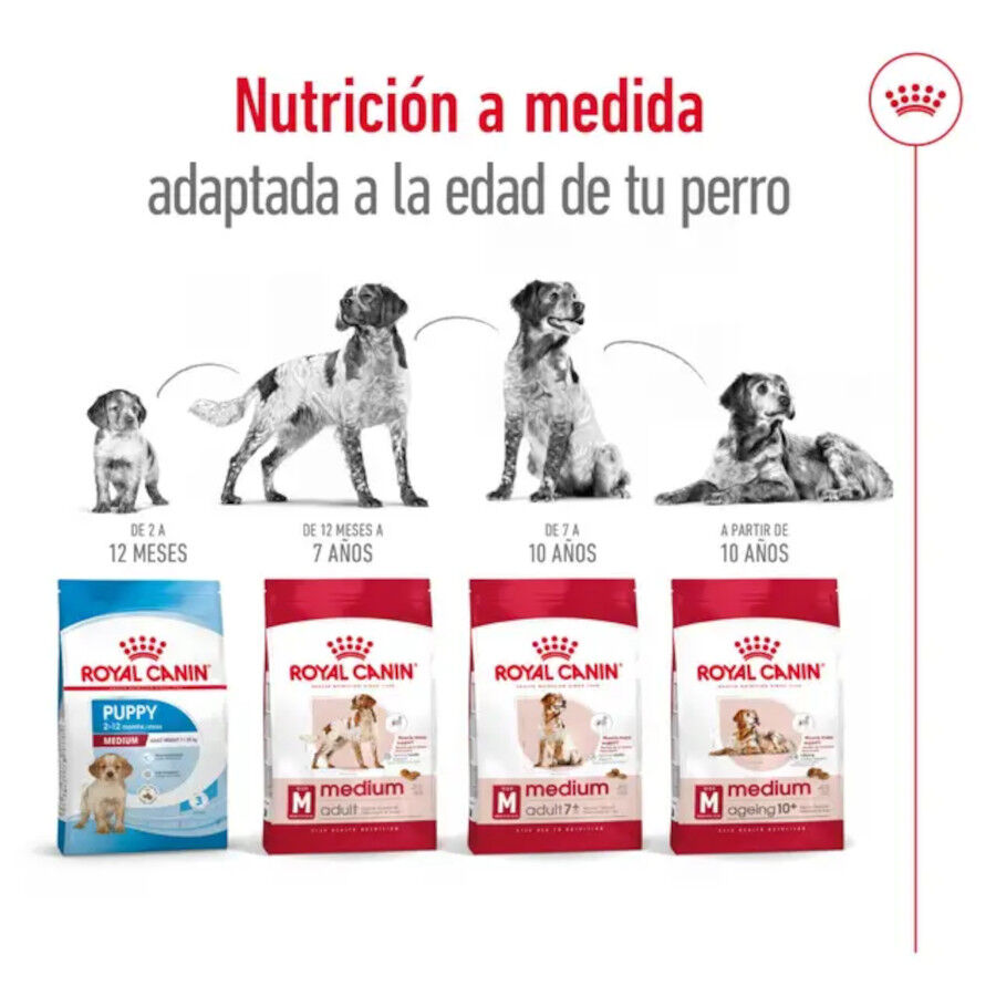 15 kg Royal Canin Medium 10+ Ageing pienso para perros&nbsp;senior, , large Imagen numero 7