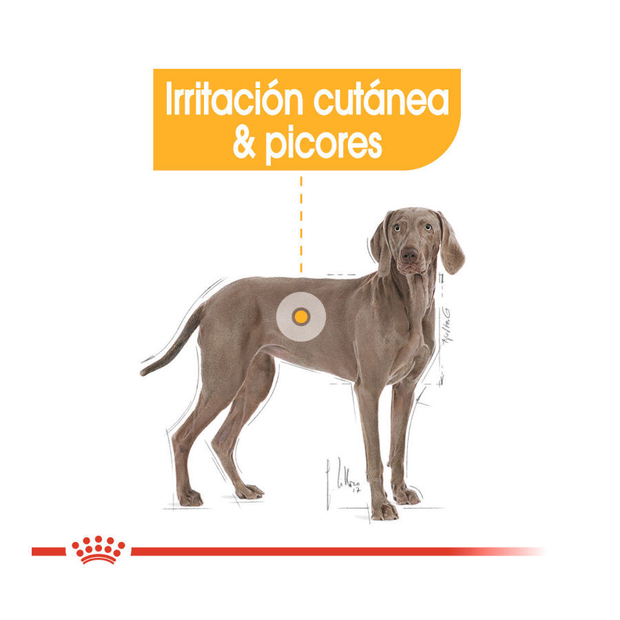 12 kg Royal Canin Dermacomfort Maxi pienso para perros, , large Imagen numero 5