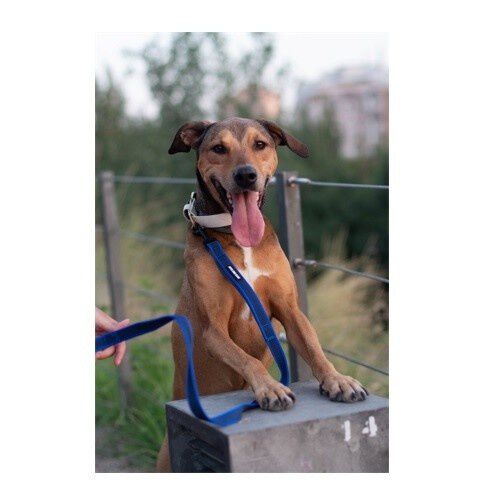 APEX DOG GEAR correa de nylon con doble asa azul para perros, , large Imagen numero 5
