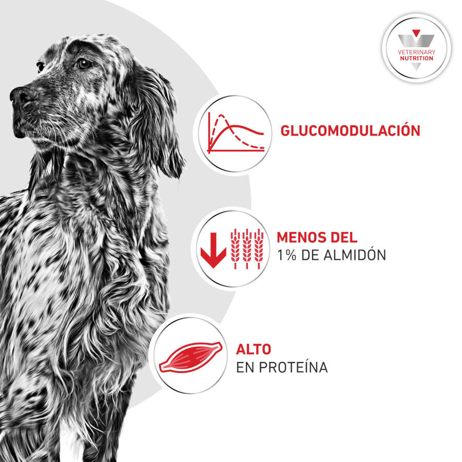 195 g Royal Canin Veterinary Diabetic latas para perros, , large Imagen numero 4
