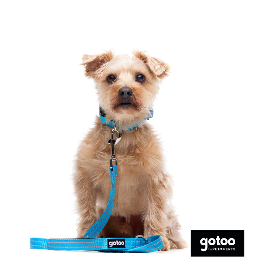 Gotoo collar de nylon reflectante azul para perros, , large Imagen numero 7