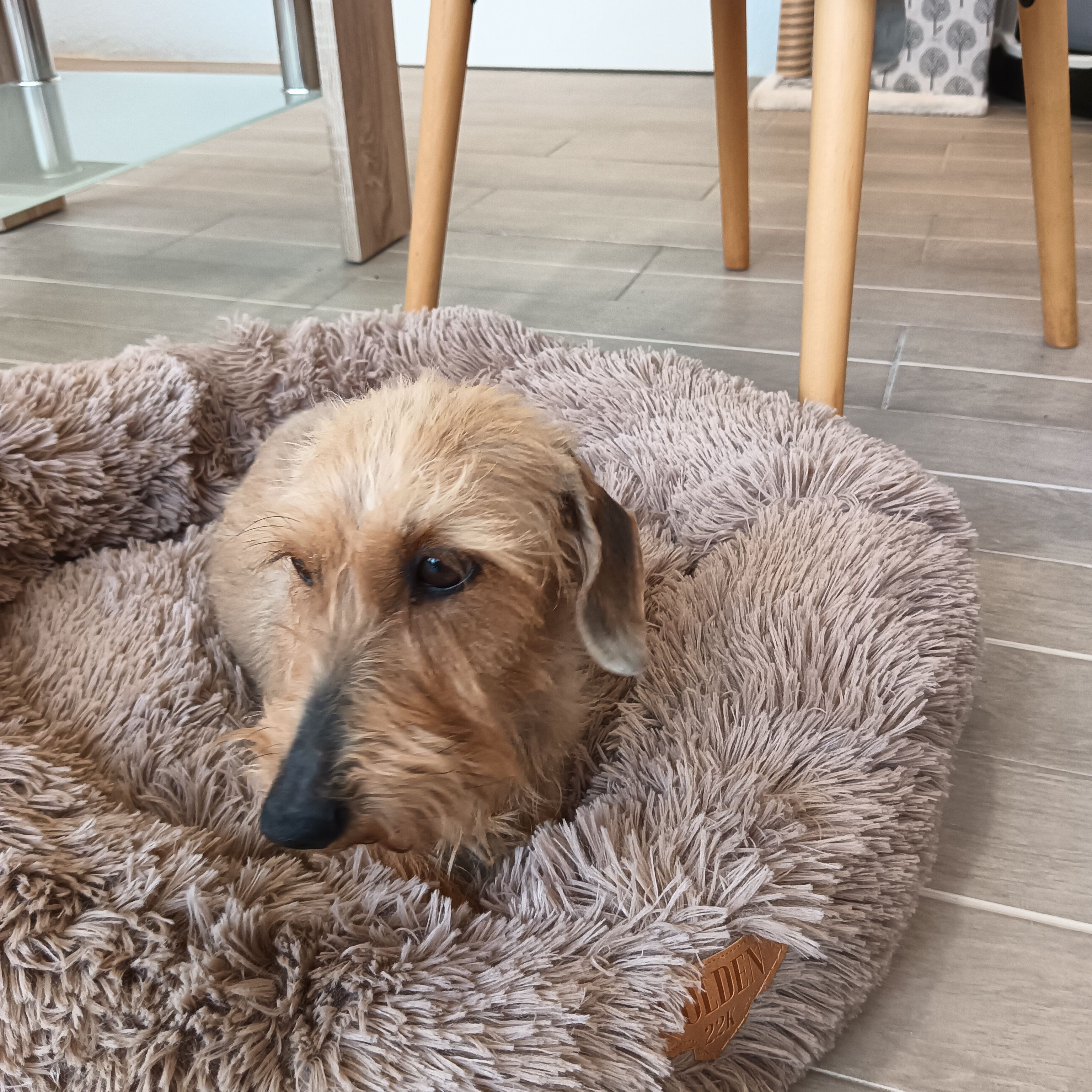 Golden 22k Cama donut caqui para mascotas pequeñas thumbnail